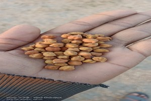 Chickpeas from India